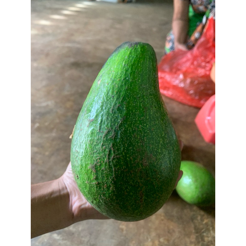 

alpukat aligator 2kg