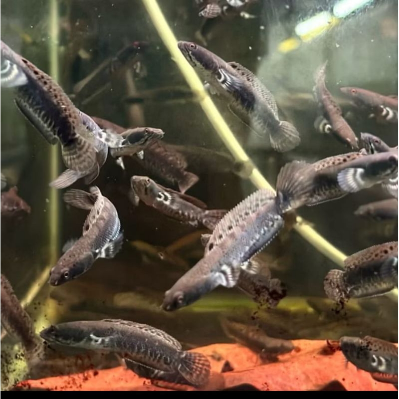 IKAN CANA FULCRA