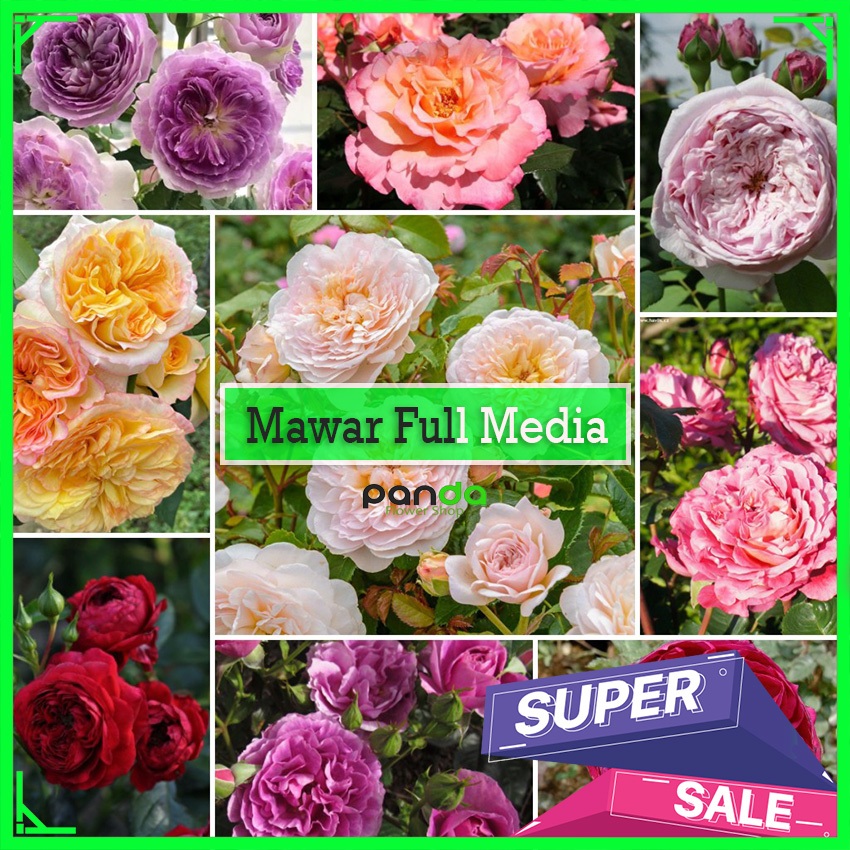 Mawar Import Full Media Tanam  - Tanaman Mawar Import Remaja