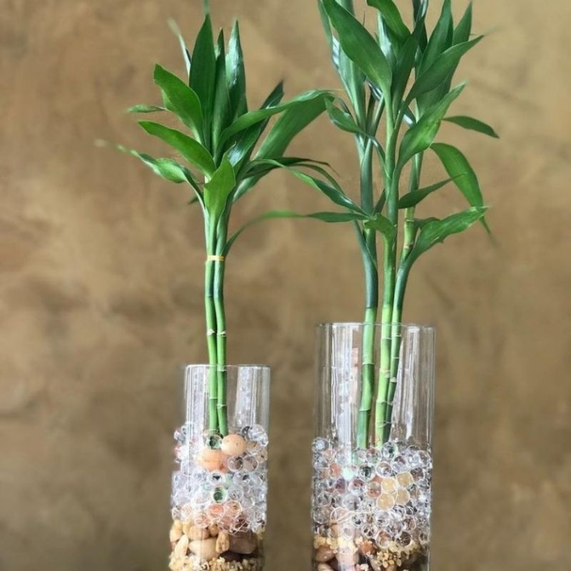 Bambu hoki Sri rejeki/Tanaman hias bambu hoki Sri rejeki