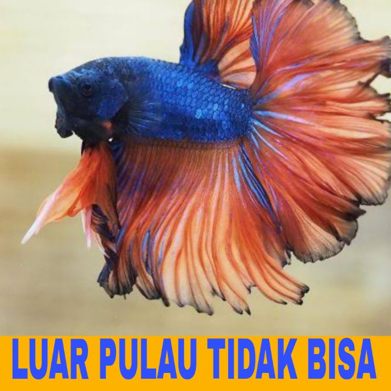 ikan cupang halfmoon sz M+ L bergaransi
