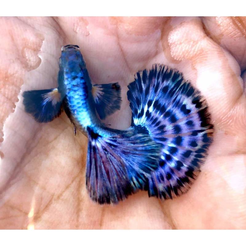PEMBERSIH KACA GUPPY PURPLE DRAGON DUMBO EAR || PURPLE DRAGON || GENETIK PURPLE DRAGON || TERMURAH