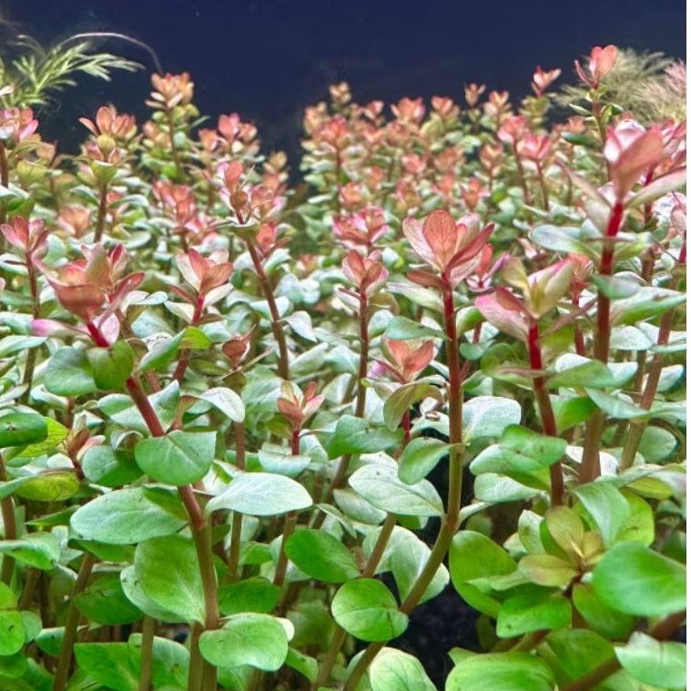 Rotala bloodred