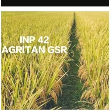 benih padi inpari 42 agritan gsr ultra 1kg