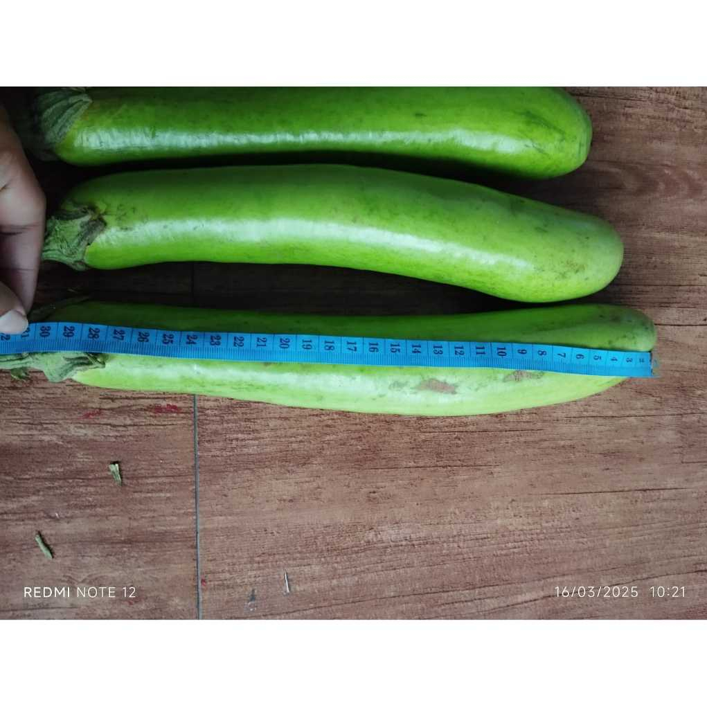 

1kg Sayur Terong Hijau Fresh - Sayur Sayuran