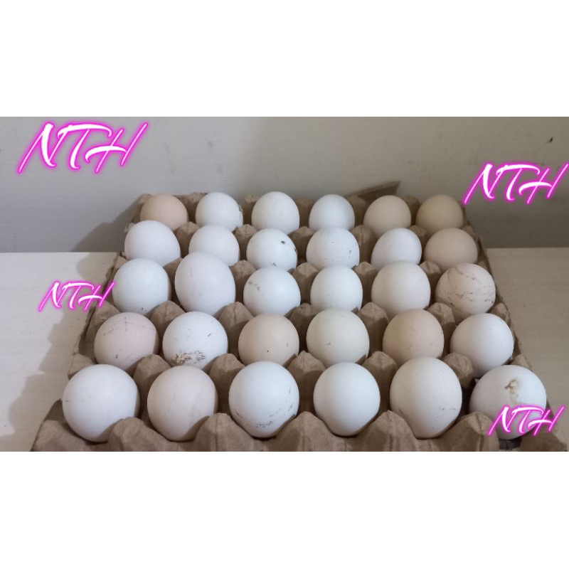 

Telur Ayam Arab 1 Papan Via Instant