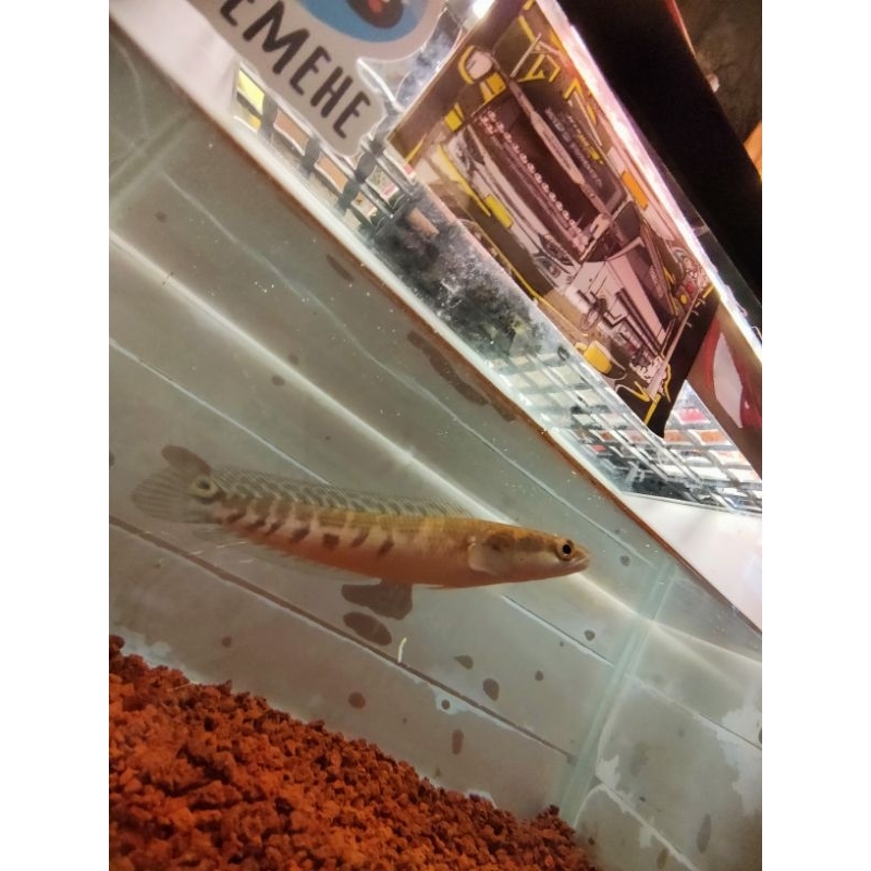 chana maru yellow Sentarum batik bar 4/4 size 12-14cm