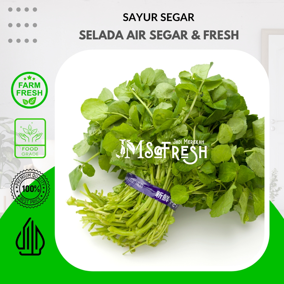 

[JM_SoFresh] Selada Air Segar dan Fresh Organik