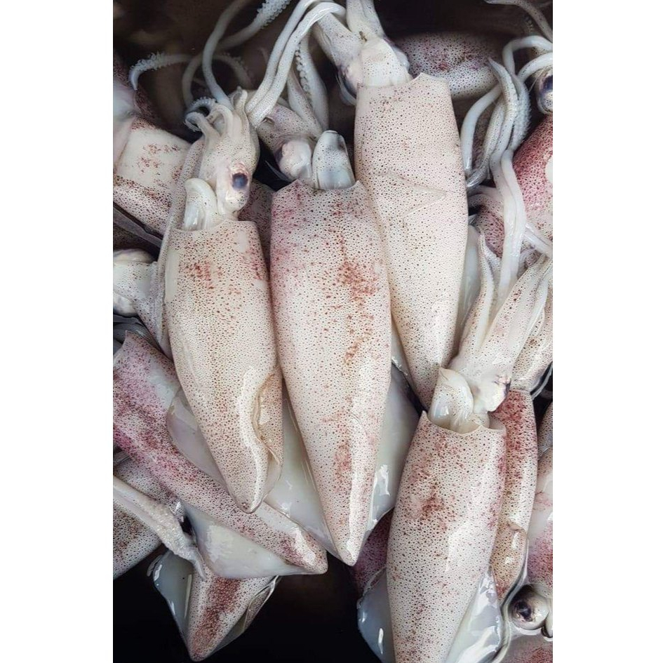 

Grosir 500 gram Cumi Basah Segar Murah