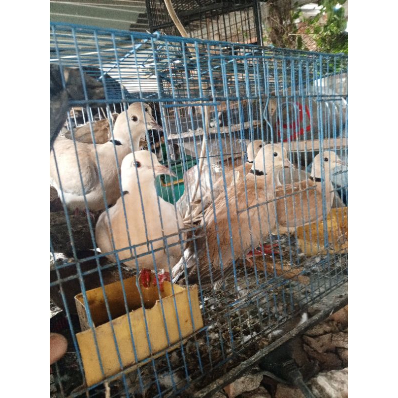 puter_pelung