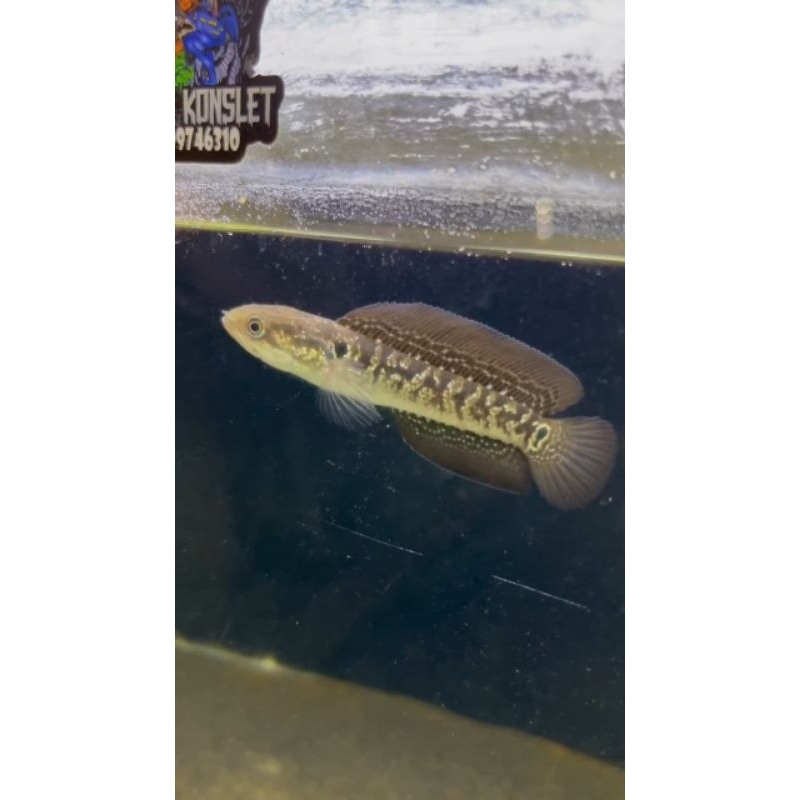 Stiker Asiatica Gondrong A++