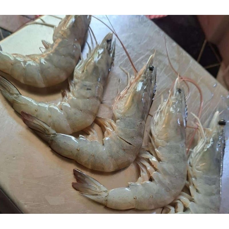 

Udang Vaname Size 50 / 500 Gr