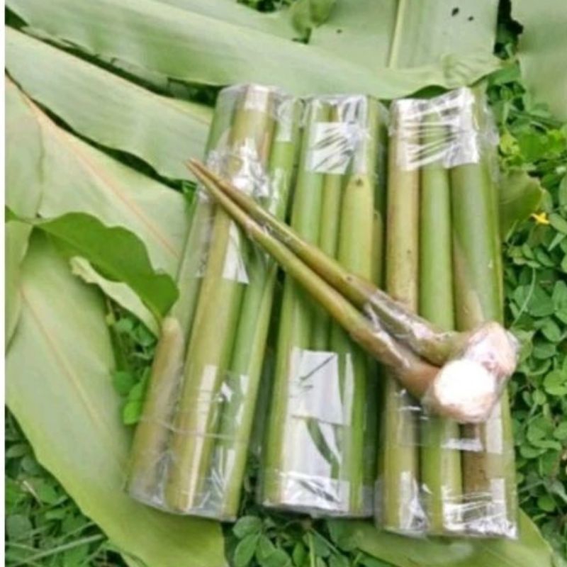 

BATANG HONJE HERBAL / KECOMBRANG 25CM BATANG HONJE SEGAR