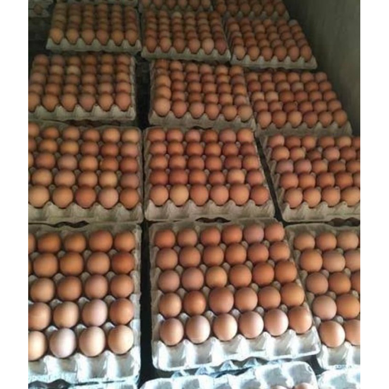 

Telur ayam negri ayam kampung