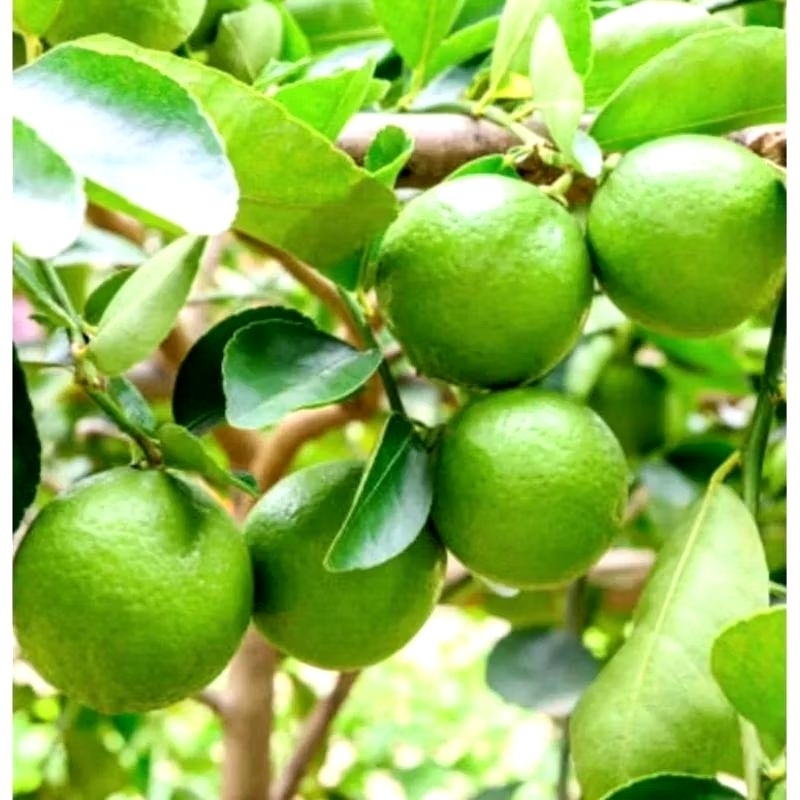 

Jeruknipis jerukpecel fress 1kg