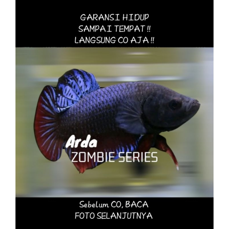CUPANG ADU SUPER SERI ZOMBIE ORIGINAL Cupang Adu MDS Medan Super Cupang Adu Lokal Super Cupang Adu P