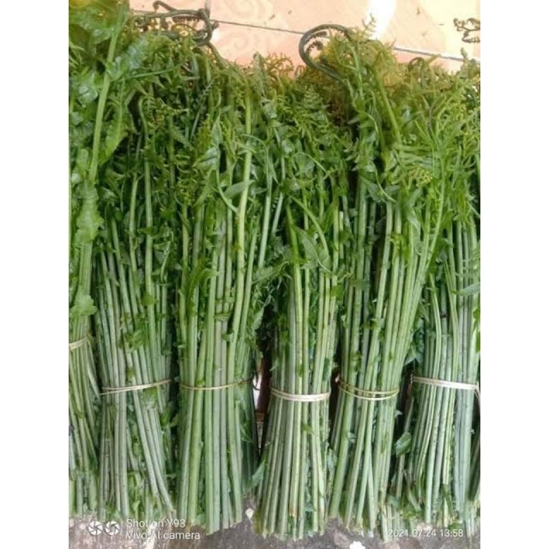 

Pakis sayur fresh segar dadakan/250 gram