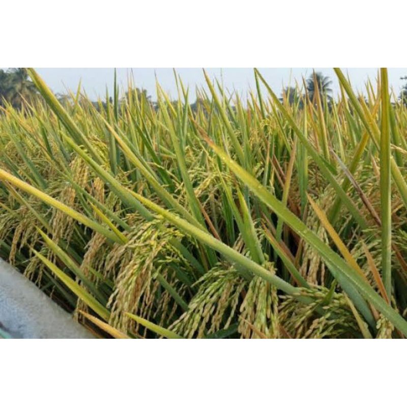 1kg benih padi inpari-32 super jumbo