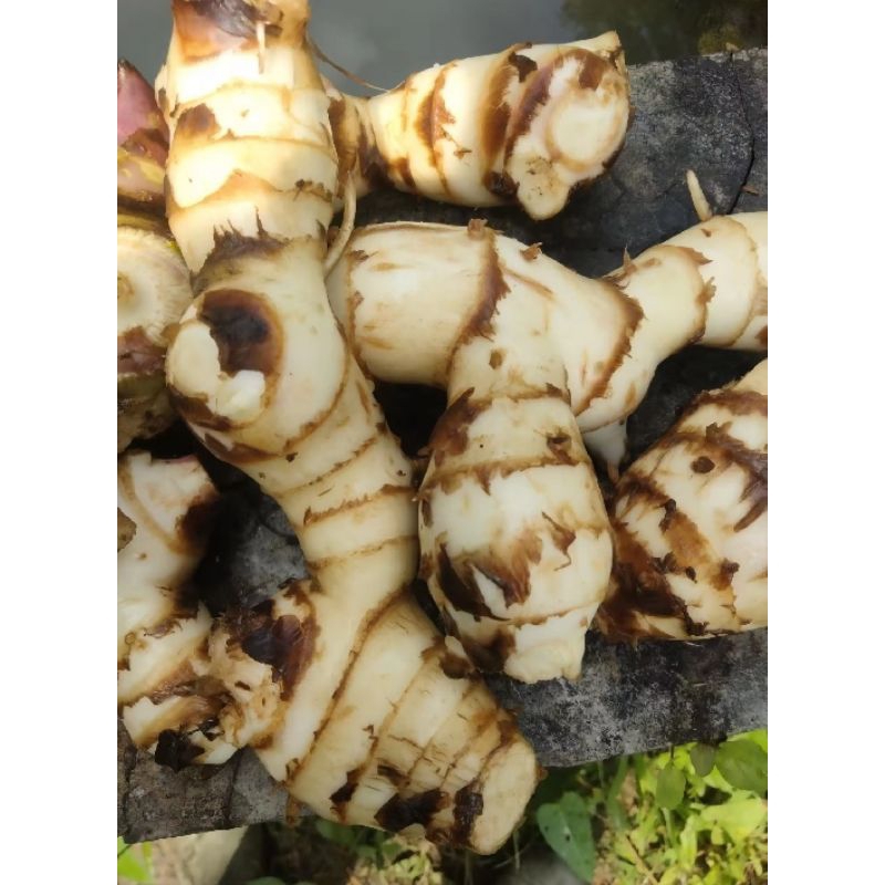 

UBI GANYOL MURAH PRES MAKANAN TRADISIONAL 1kg