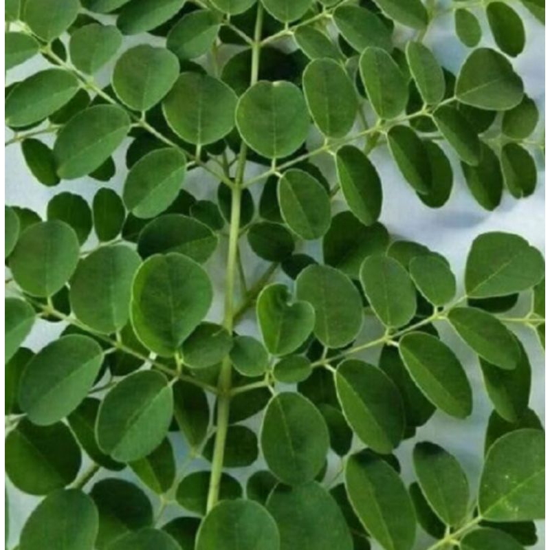 

DAUN KELOR SEGAR 500 Grm