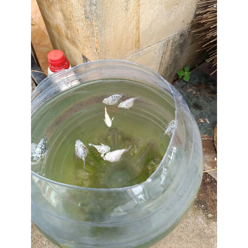 Molly Balon Marble Jumbo