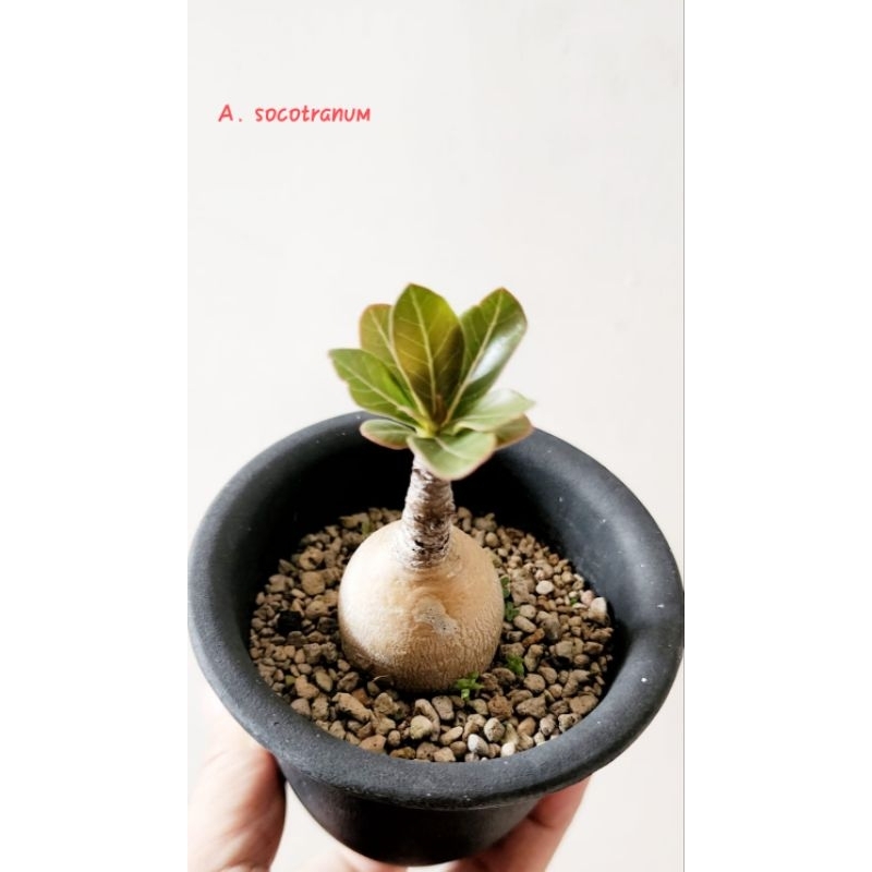 Adenium socotranum