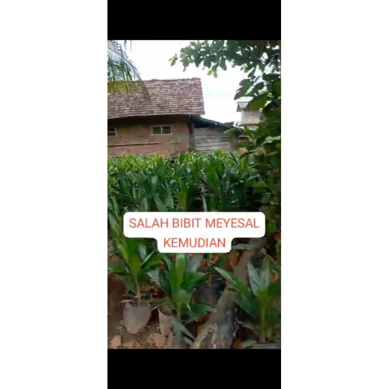 bibit sawit super ppks