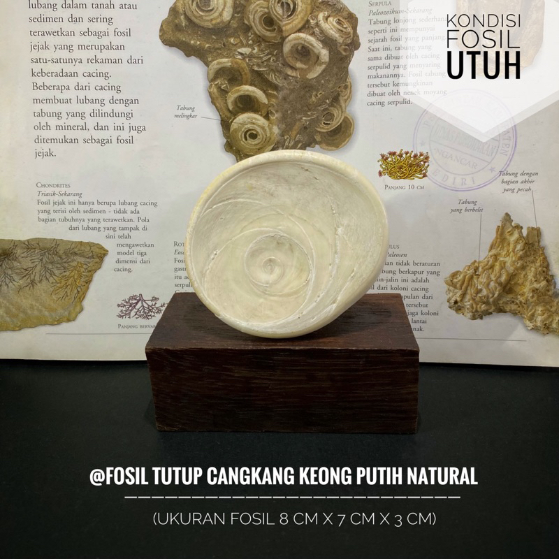Fosil Tutup Cangkang Keong Putih Purba C36 atau Fosil Keong Natural atau Fosil Kol Buntet Putih atau