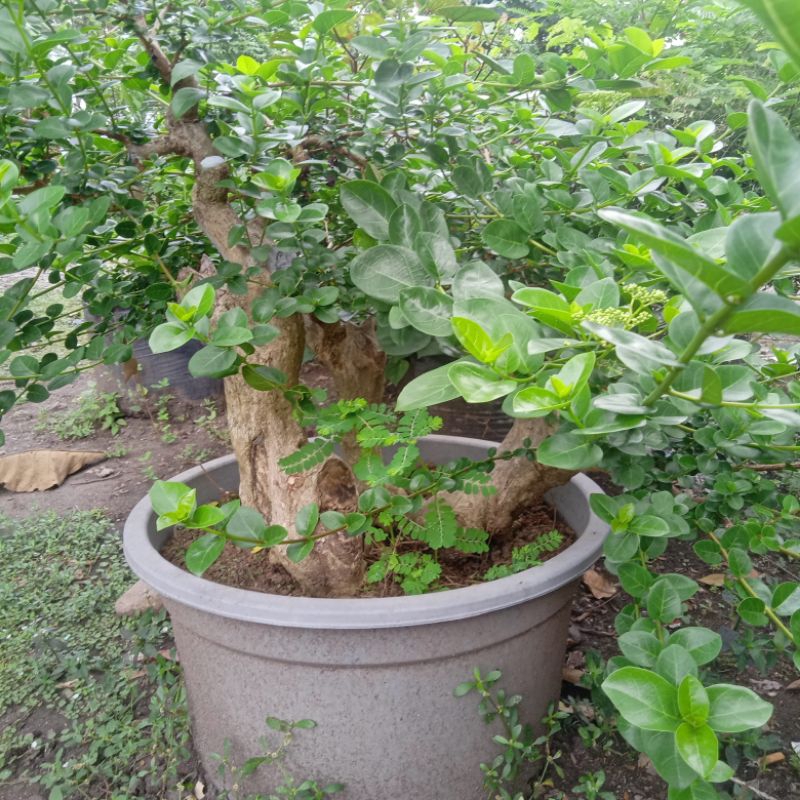 wahong sudah setek sancang