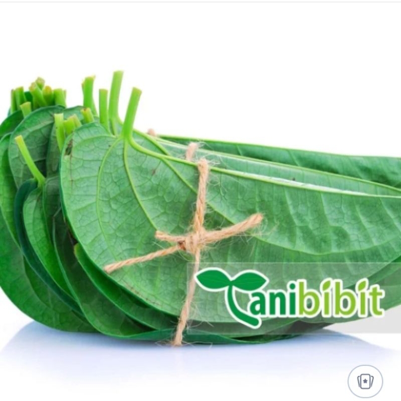 

Daun Sirih Hijau Obat Herbal