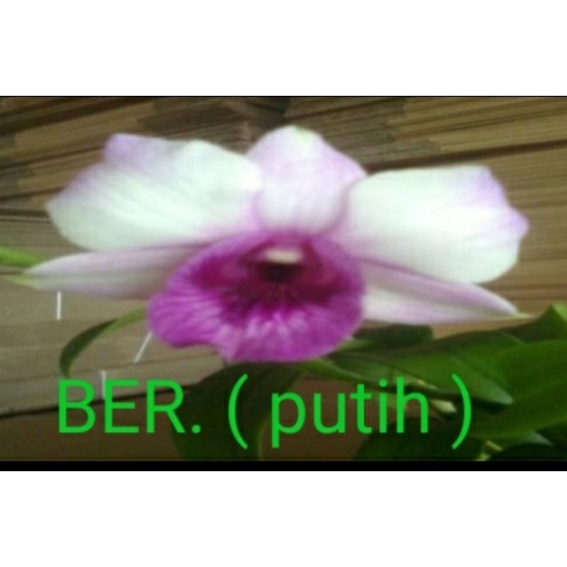 anggrek dendrobium id BER