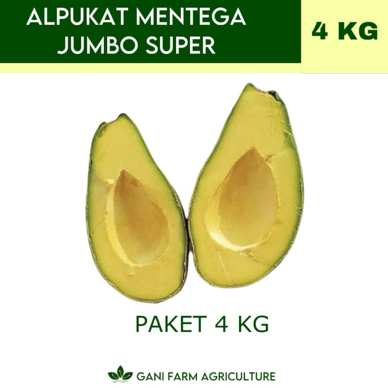 

Alpukat Mentega Jumbo Super (PAKET 4 KG) GARANSI