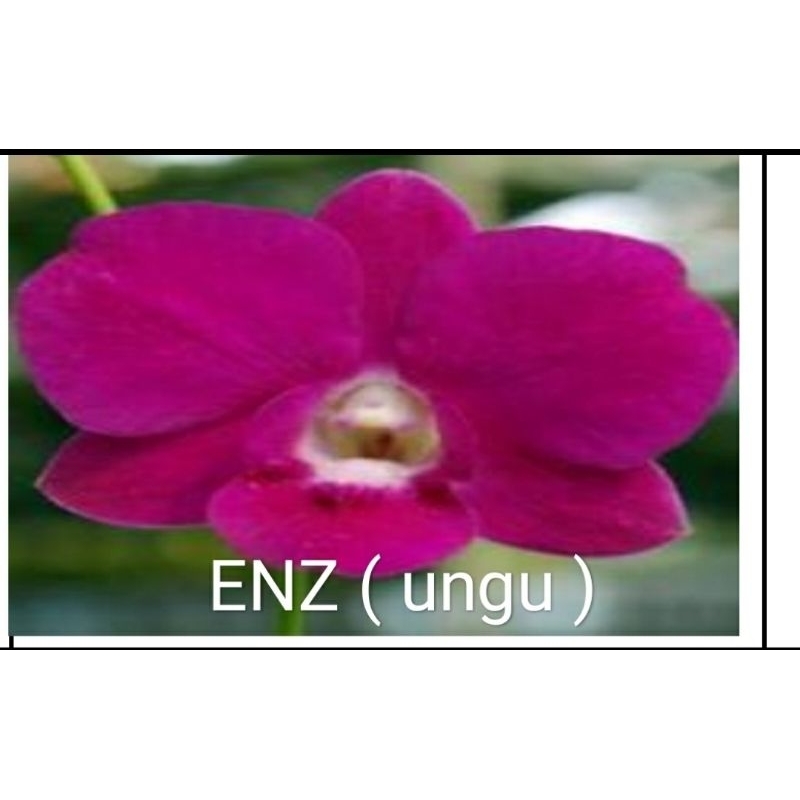 Anggrek dendrobium ID ENZ /dewasa/skipe knop ber id