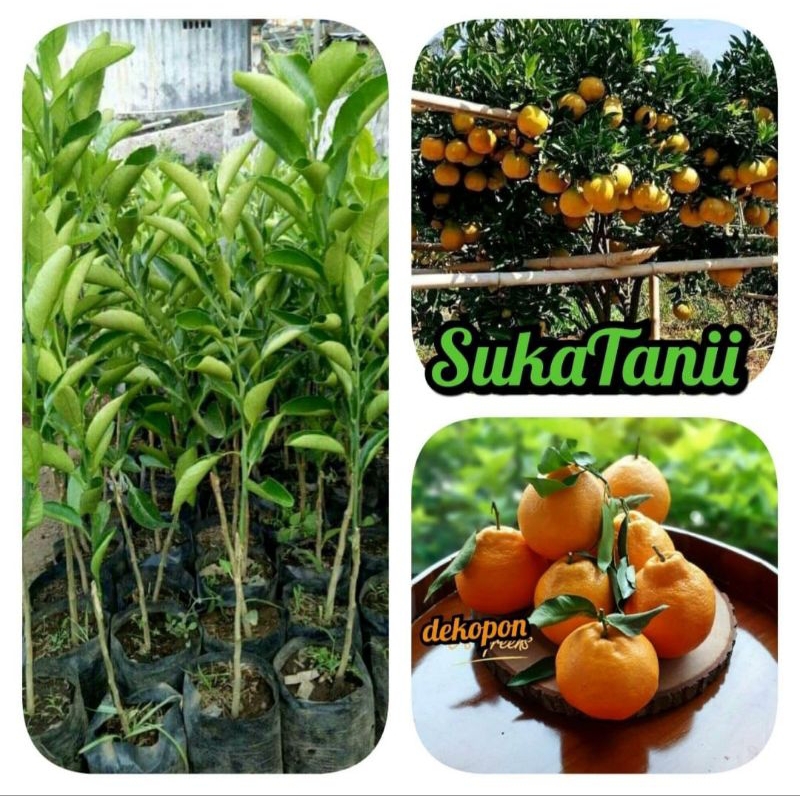 bibit jeruk dekopon okulasi