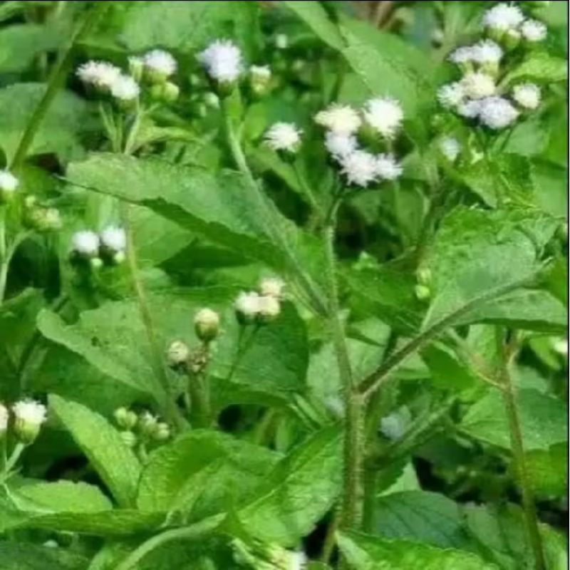 

BANTOLAN FRESH, HERBAL BANTOLAN