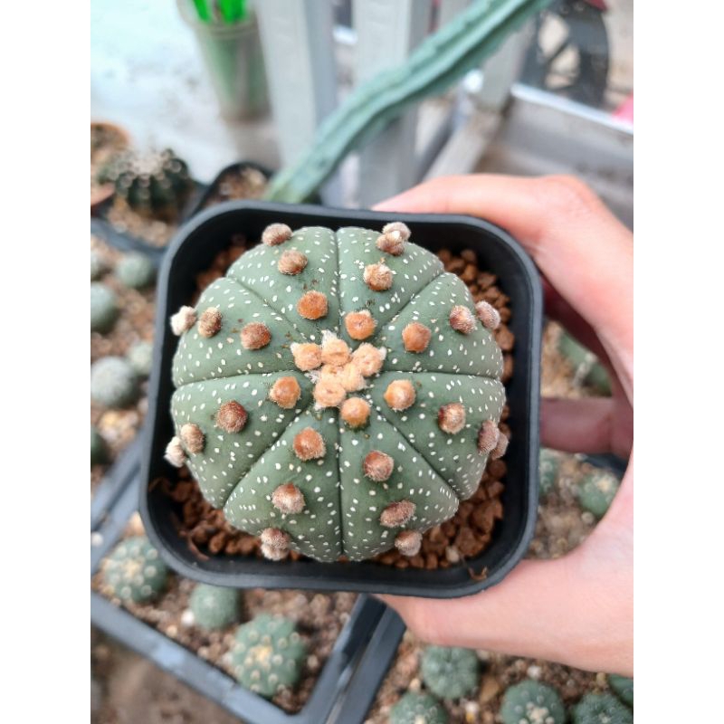 Astrophytum Asterias | Kaktus