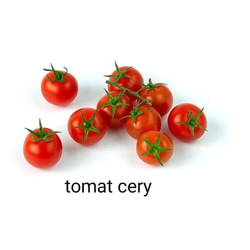 TANAMAN TOMAT CERY