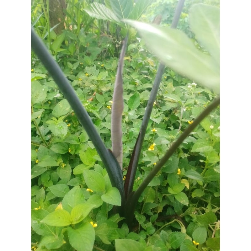 Bibit Talas Hitam Sente Ireng