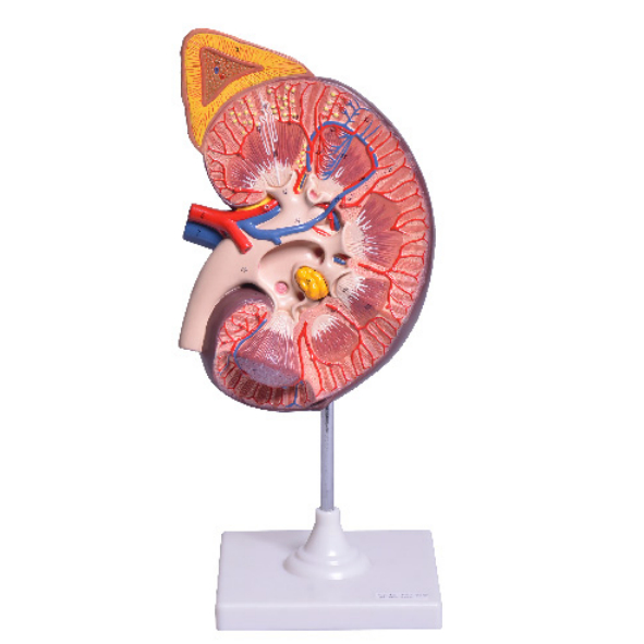 Model Ginjal Manusia, Plastik