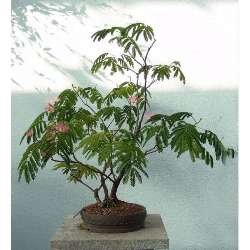 Bibit dongkel bonsai Kaliandra merah,bibit bonsai minimalis,bibit bonsai terlaris