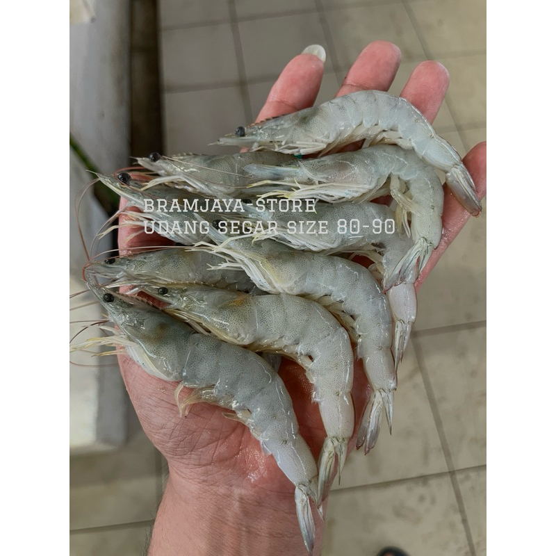 

Udang Fresh Sedang size80-90 Bisa Dikupaskan