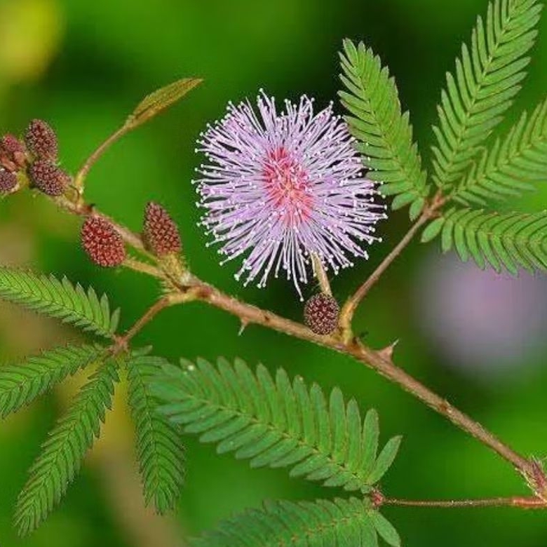 

Daun putri malu segar paket 500 gram