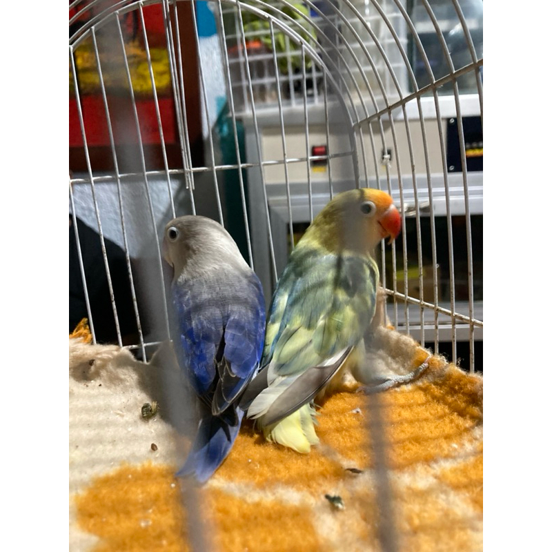 SEPASANG BURUNG LOVEBIRD