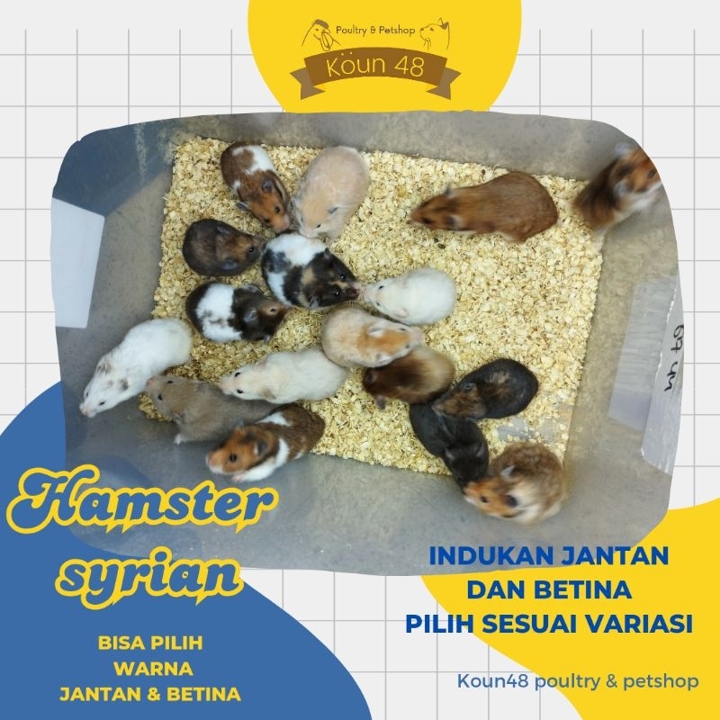 Hamster Syrian Dewasa Indukan Hamster Syrian Jantan Hamster Syirian Betina
