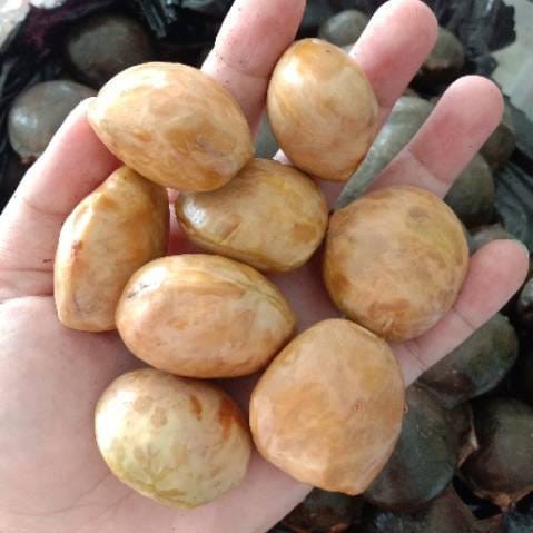 

Jengkol Tua Kupas Kulit 250 g Fresh