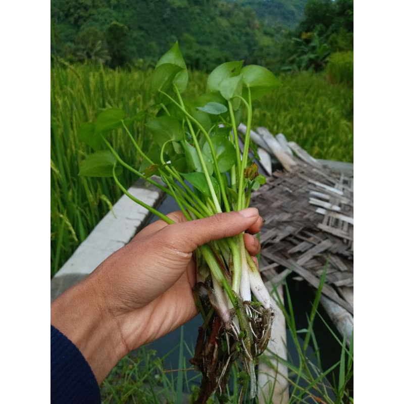 Jual bibit eceng sawah,eceng sawah super jumbo,lalapan eceng terlaris