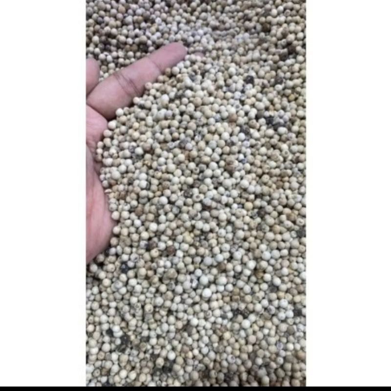 

Lada Putih Biji 1000 gr