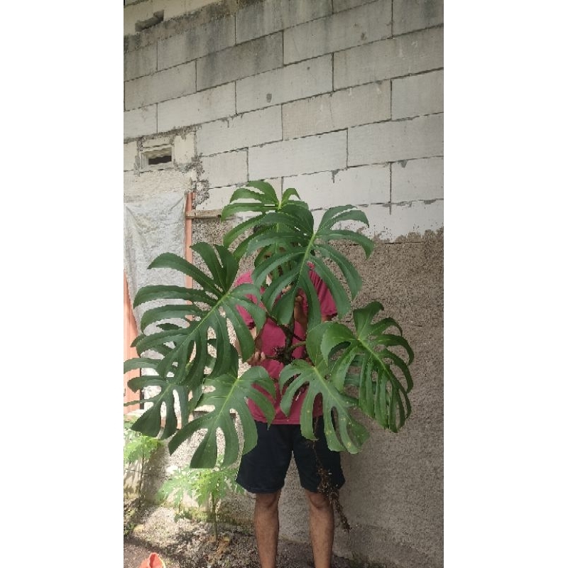 Tanaman Hias Monstera Brazilian Form