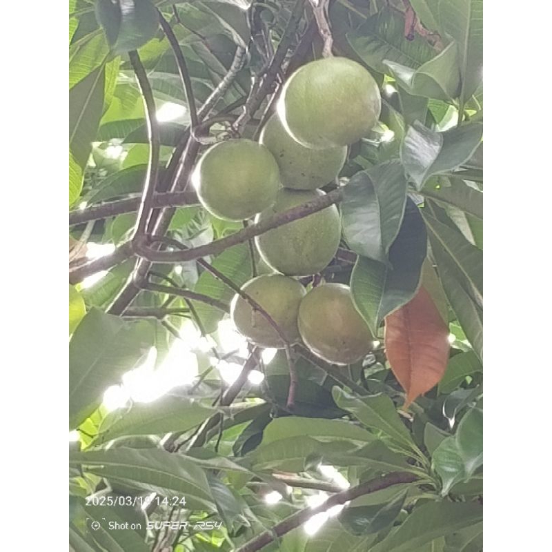 

Buah Bintaro Fresh Pengusir Tikus Curut Per Pcs