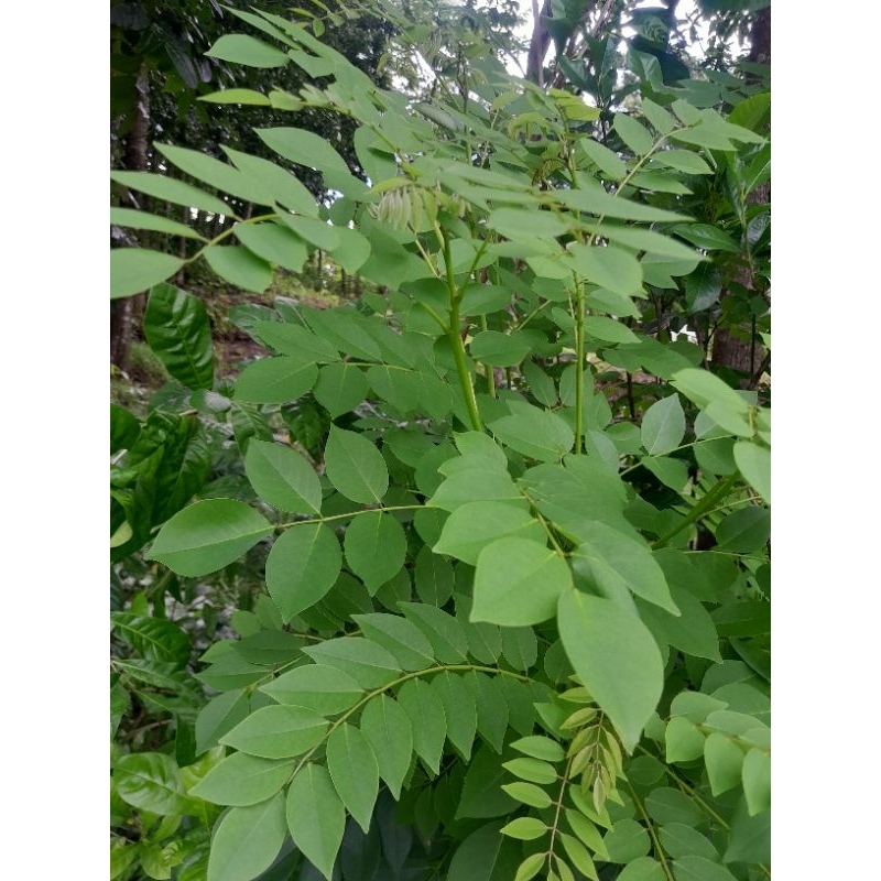 

DAUN GAMAL SEGAR / DAUN CEBRENG Di Petik saat di pesan 1 kg